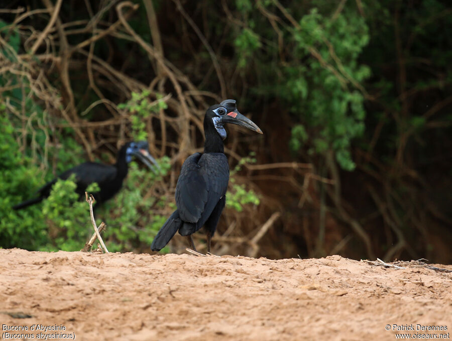 Abyssinian Ground Hornbill female adult, identification