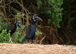 Abyssinian Ground Hornbill