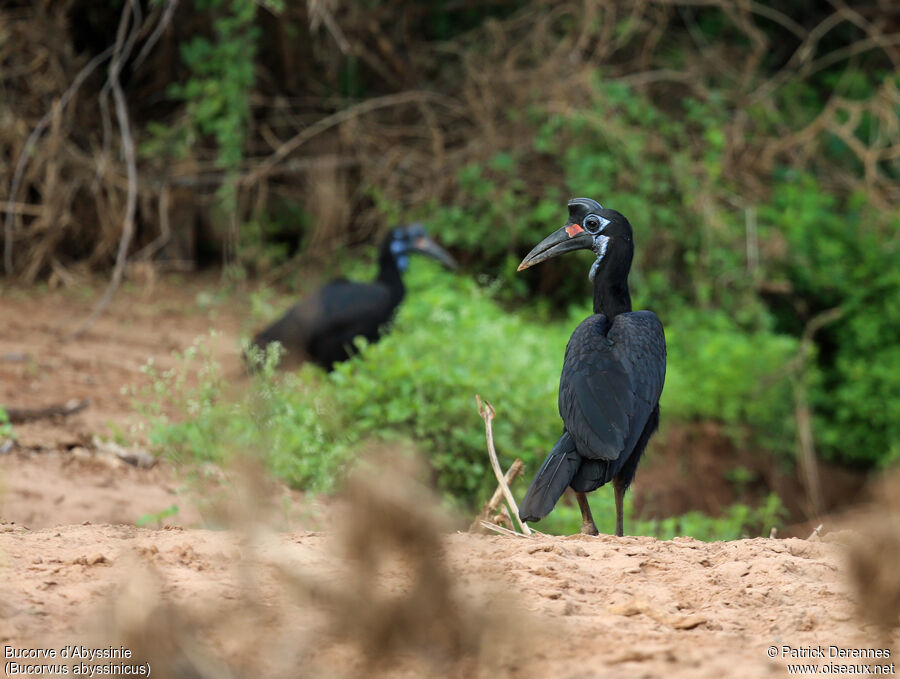 Abyssinian Ground Hornbill female adult, identification