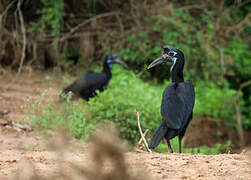 Abyssinian Ground Hornbill