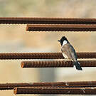 Bulbul à oreillons blancs