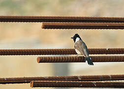 Bulbul à oreillons blancs