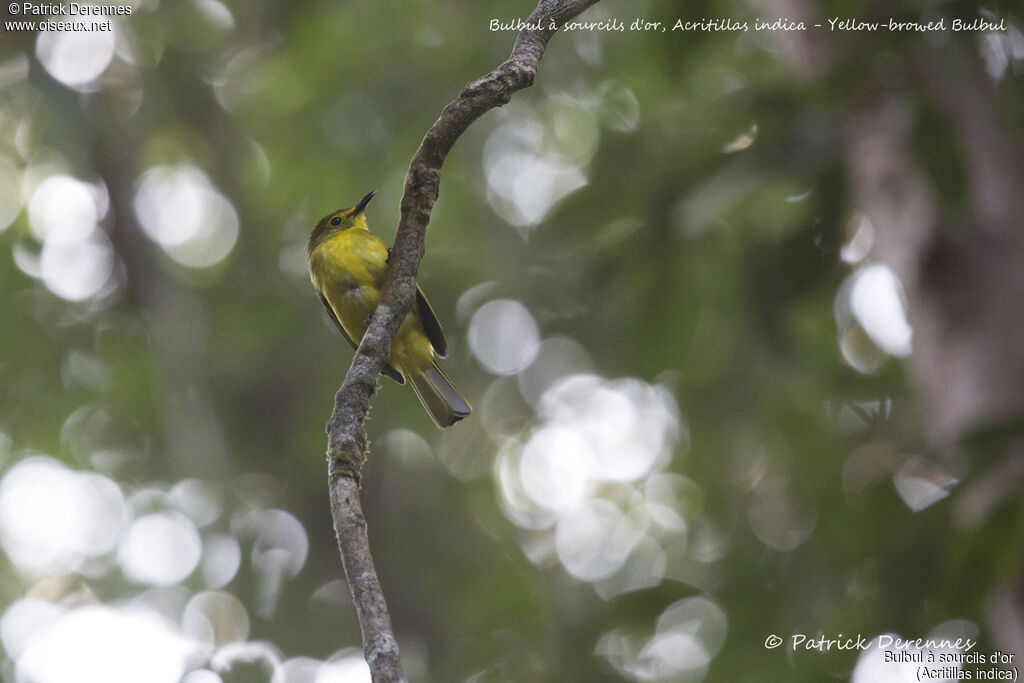 Yellow-browed Bulbul, identification, habitat