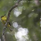 Bulbul à sourcils d'or
