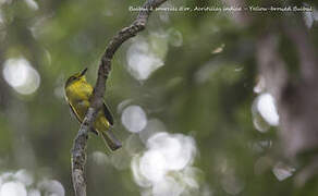 Yellow-browed Bulbul