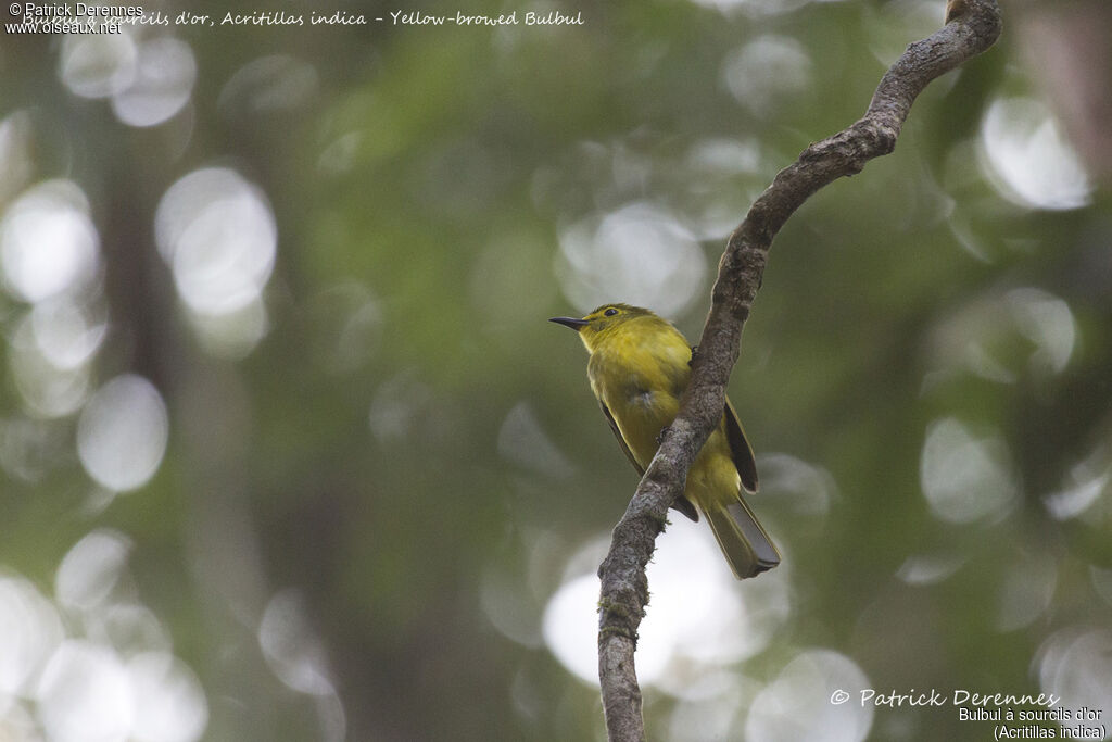 Yellow-browed Bulbul, identification, habitat