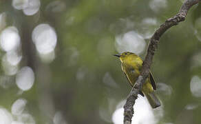 Yellow-browed Bulbul