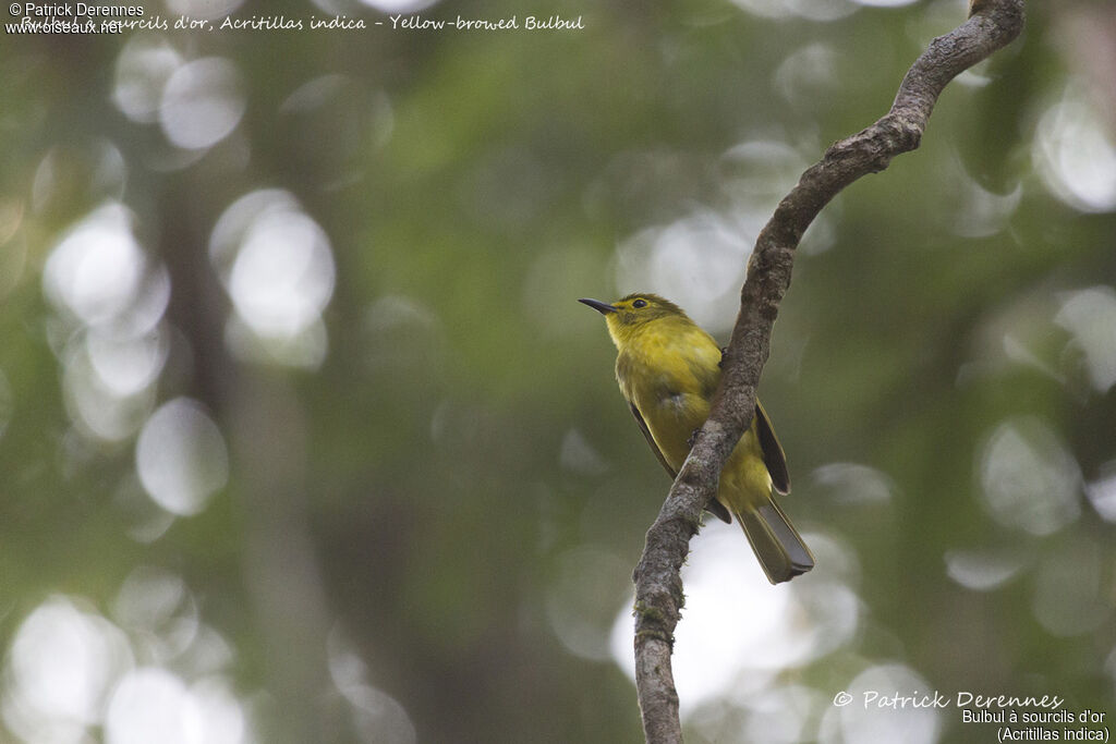 Yellow-browed Bulbul, identification, habitat