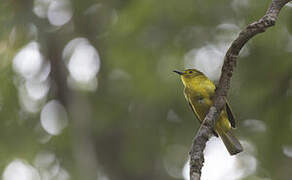 Yellow-browed Bulbul