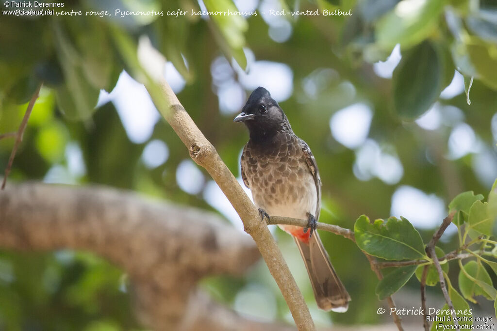 Bulbul à ventre rouge, identification, habitat