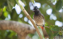 Bulbul à ventre rouge