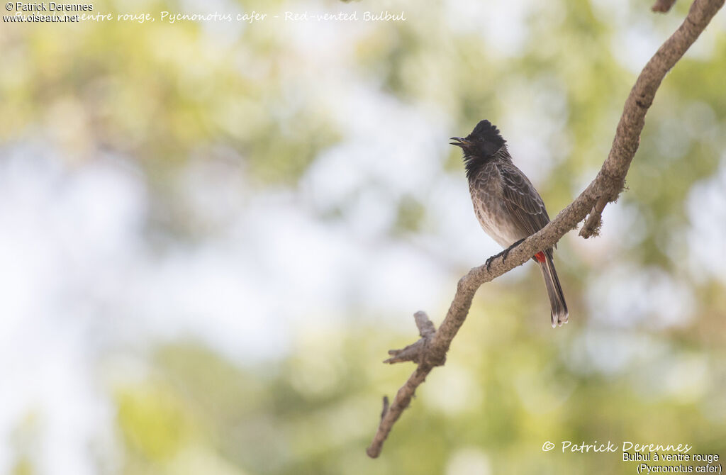 Red-vented Bulbul, identification, habitat