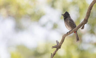 Bulbul à ventre rouge