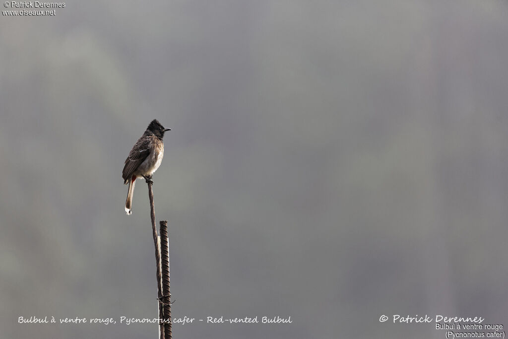 Red-vented Bulbul, identification