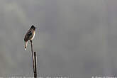 Bulbul à ventre rouge