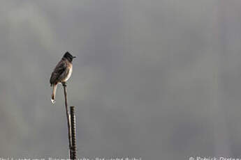 Bulbul à ventre rouge