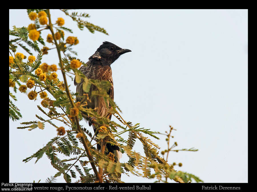 Bulbul à ventre rouge, identification