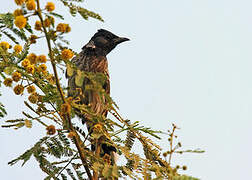 Bulbul à ventre rouge