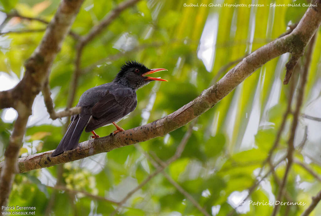 Square-tailed Bulbuladult, song