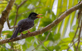 Square-tailed Bulbul