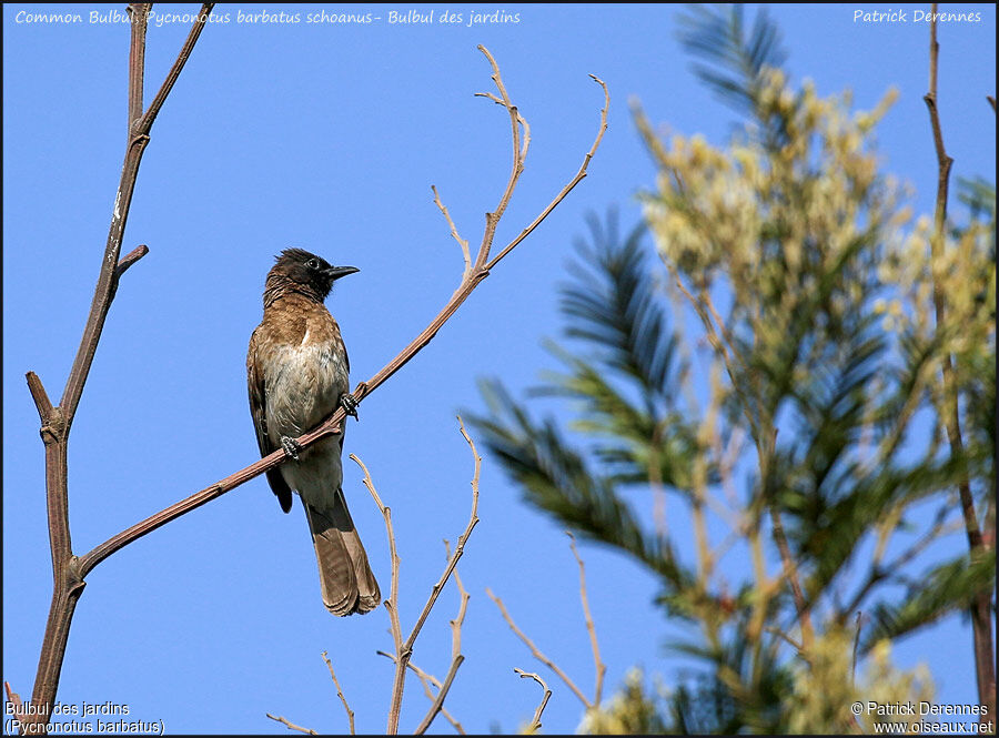 Bulbul des jardinsadulte, identification