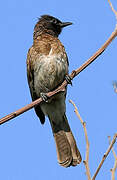 Common Bulbul