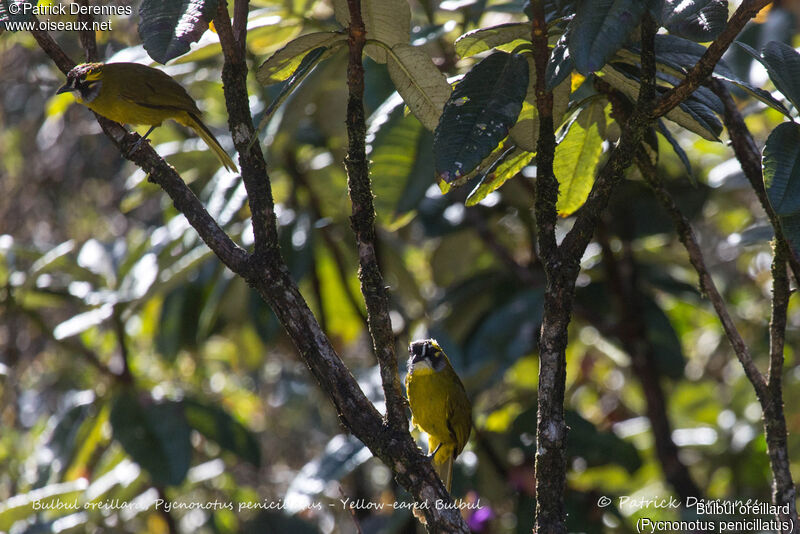 Yellow-eared Bulbul, identification, habitat