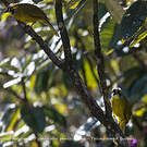 Bulbul oreillard