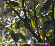 Yellow-eared Bulbul