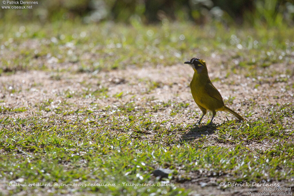 Bulbul oreillard, identification