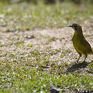 Bulbul oreillard
