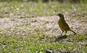 Yellow-eared Bulbul