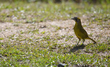 Bulbul oreillard