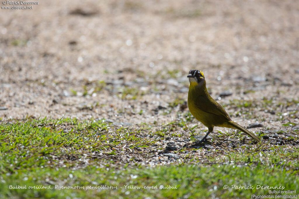 Yellow-eared Bulbul, identification