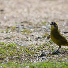 Bulbul oreillard