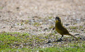 Yellow-eared Bulbul