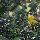 Bulbul oreillard