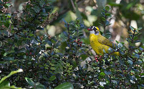 Yellow-eared Bulbul