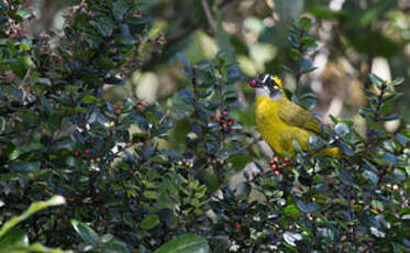 Bulbul oreillard