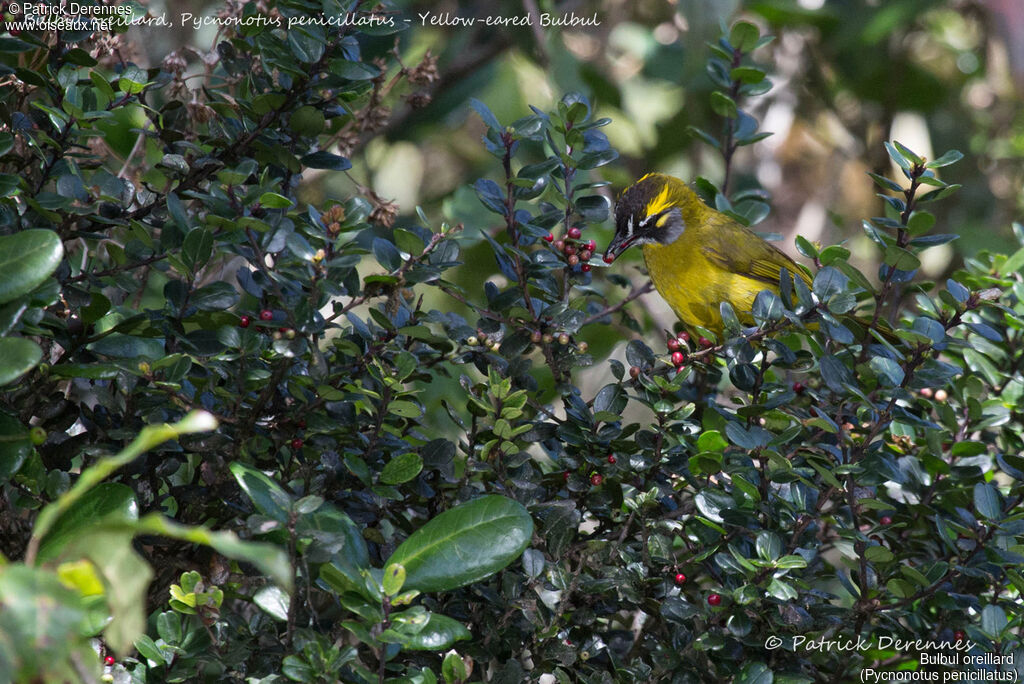 Yellow-eared Bulbul, identification, habitat