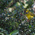 Bulbul oreillard