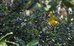 Bulbul oreillard