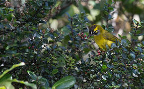 Yellow-eared Bulbul