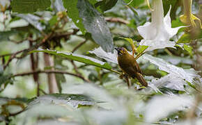 Yellow-eared Bulbul