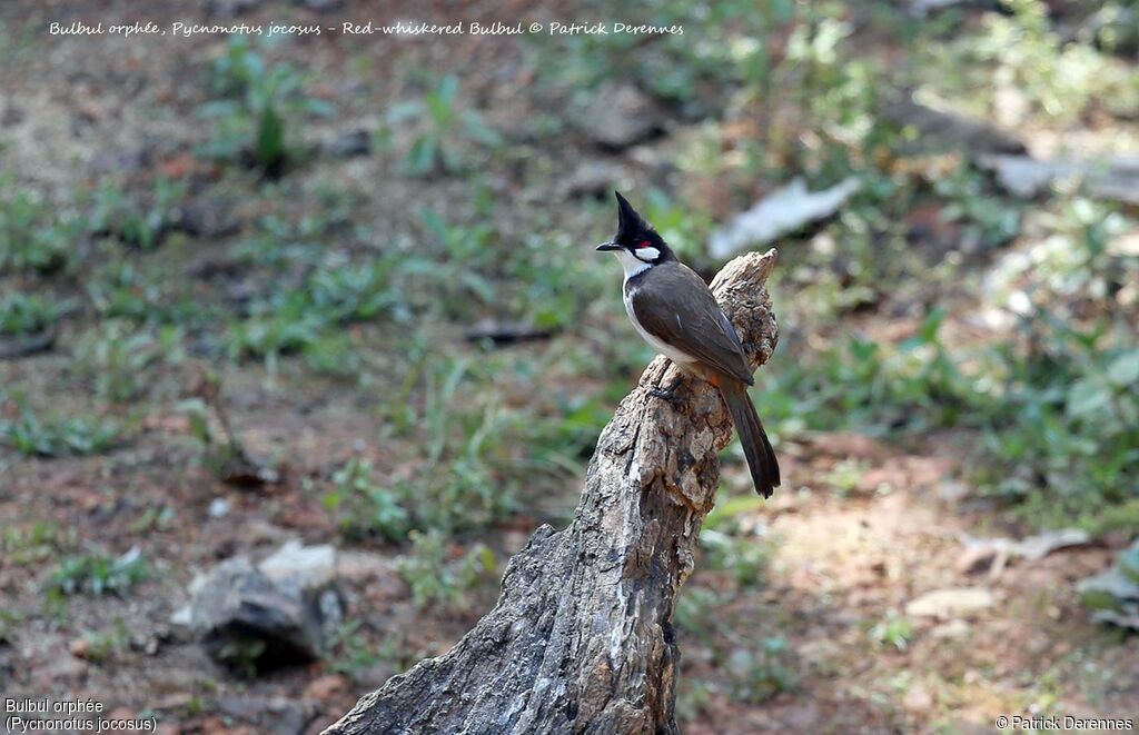 Red-whiskered Bulbul