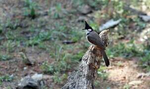 Red-whiskered Bulbul