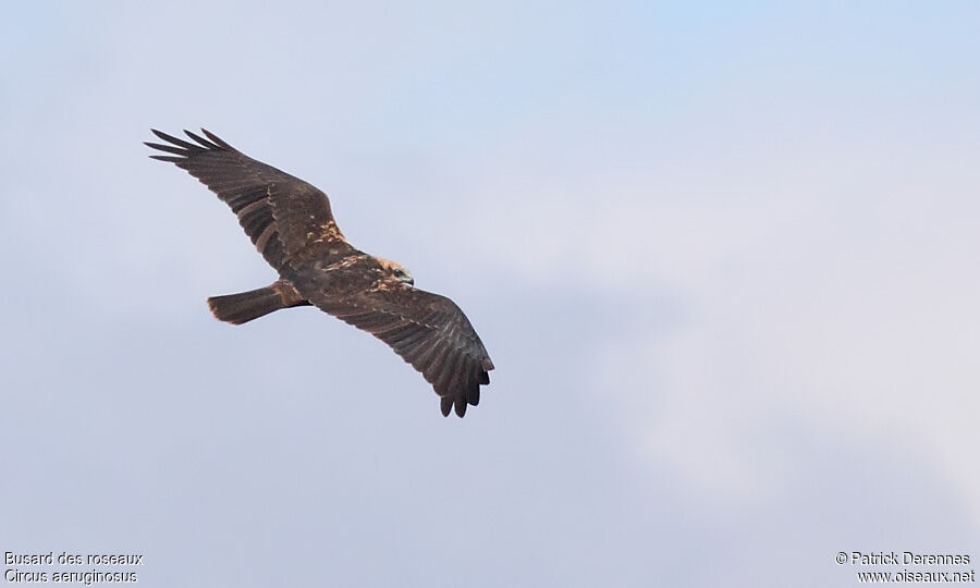 Western Marsh Harrier, Flight