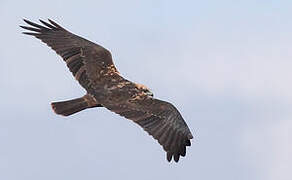 Western Marsh Harrier