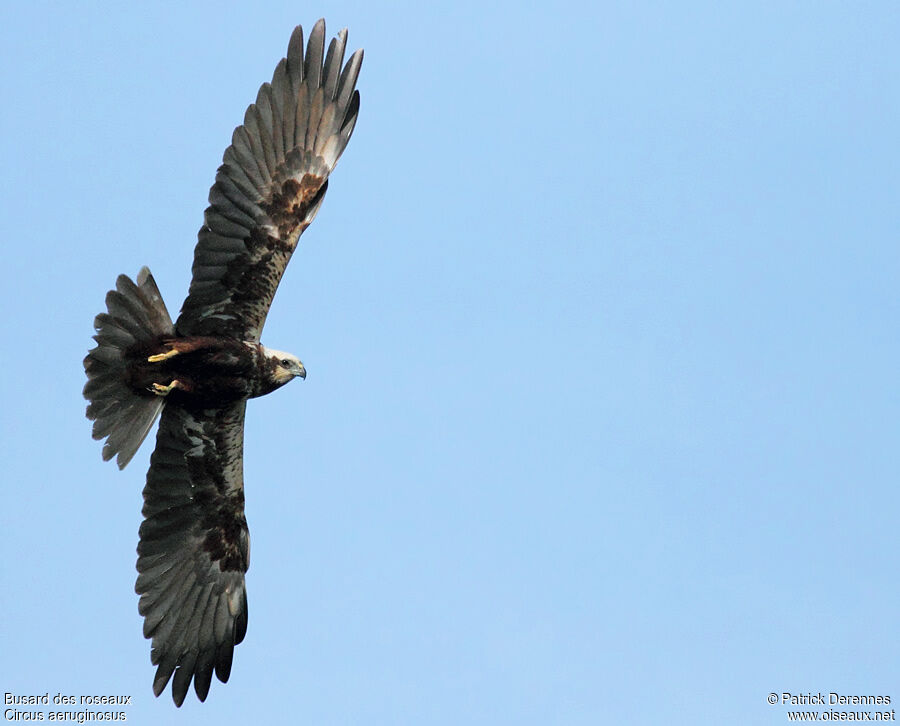 Western Marsh Harrier female, Flight