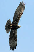 Western Marsh Harrier